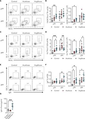 α-Glucosidase inhibitors boost gut immunity by inducing IgA responses in Peyer’s patches